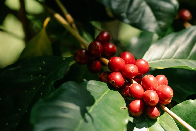 Kaffebuske med röda kaffebär ekologiskt odlat