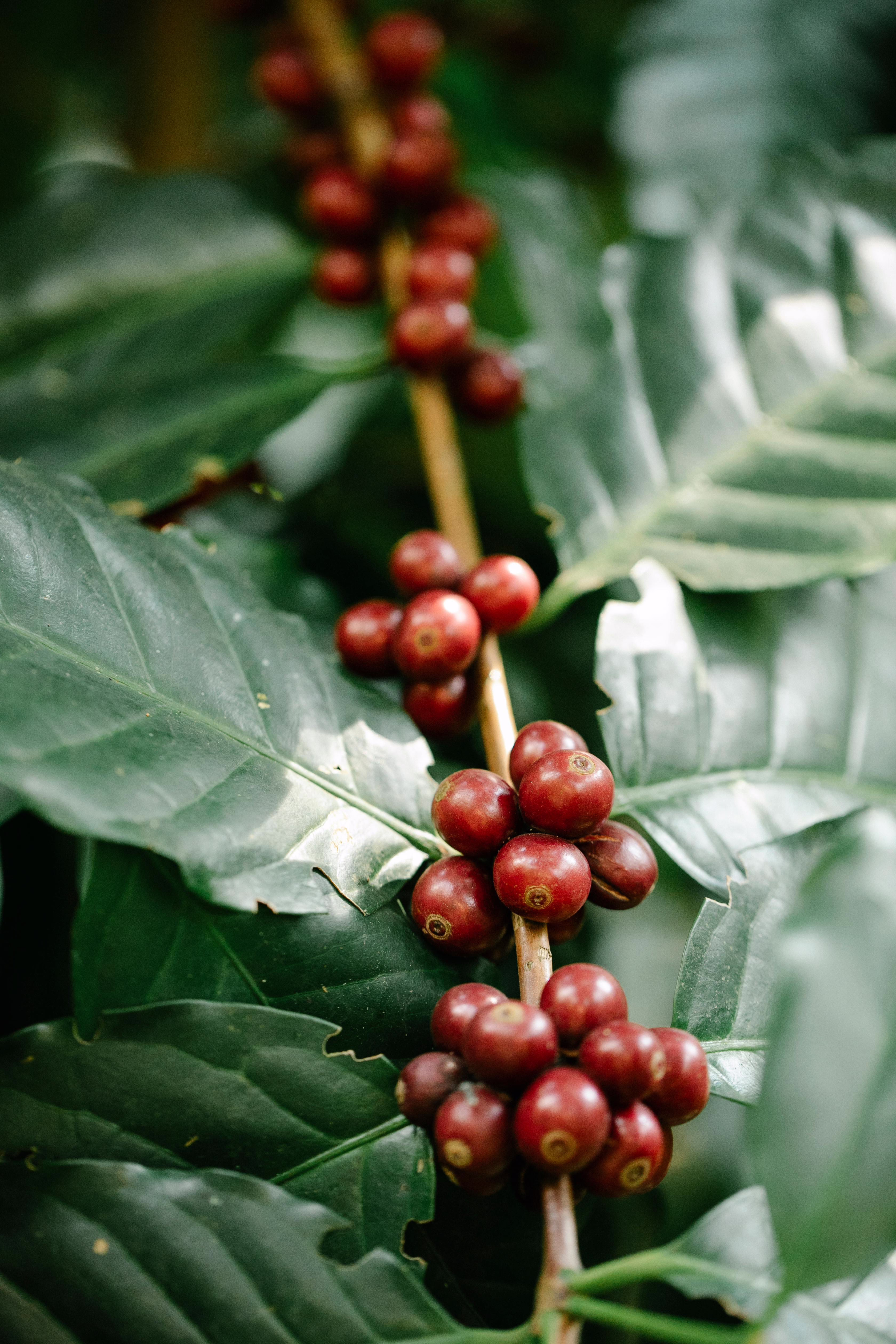 Etiopien ekologiskt odlat specialkaffe Sidamo