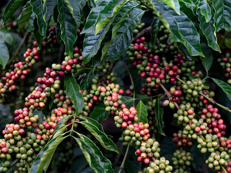 Ekologiskt specialkaffe från Colombia