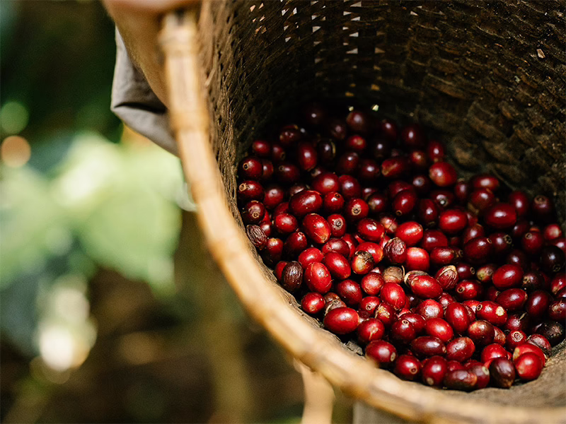 Ekologiskt specialkaffe från Peru