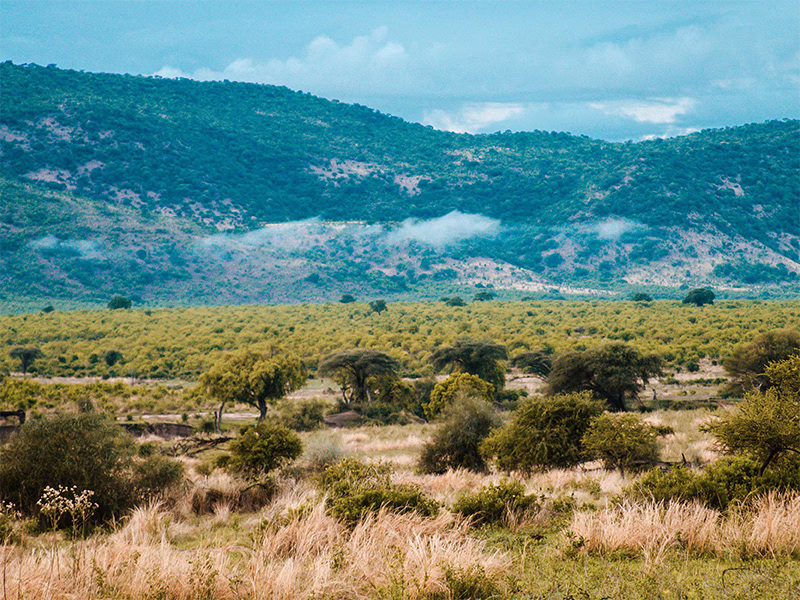 Ekologiskt specialkaffe från Tanzania
