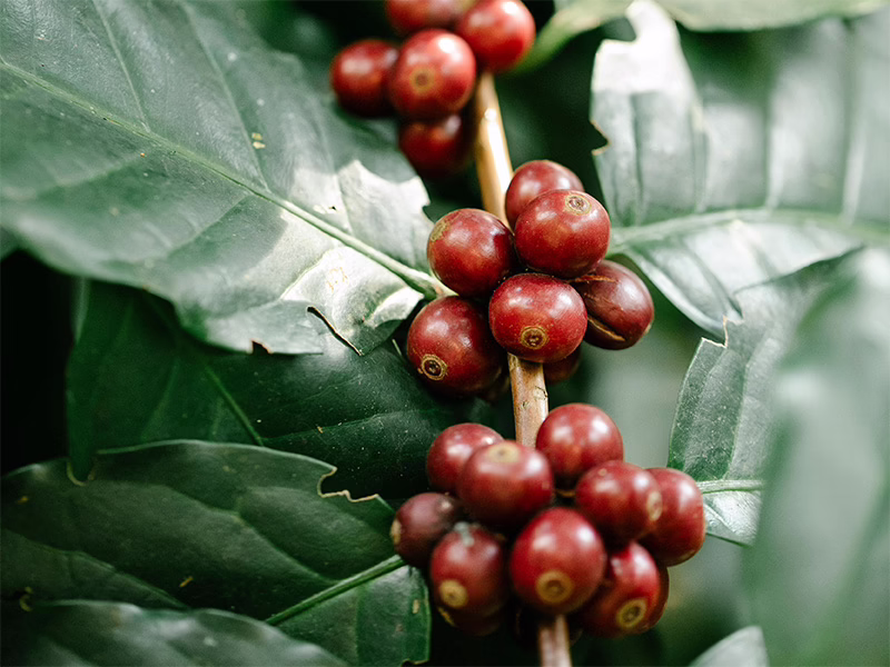 Upptäck ekologiskt specialkaffe röda kaffebär